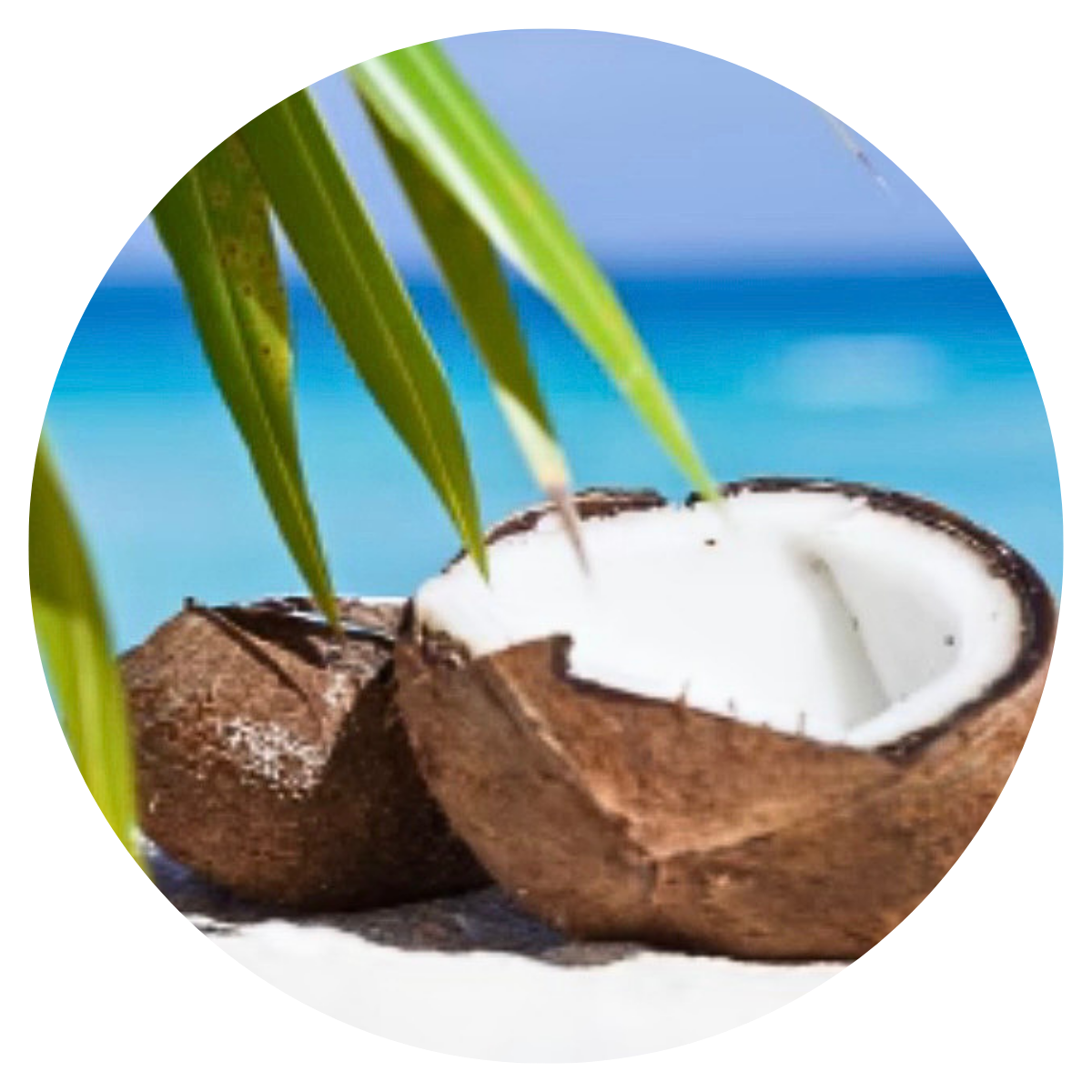 Coconut Beach Wax Melts