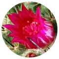 Baja Cactus Blossom Wax Melts