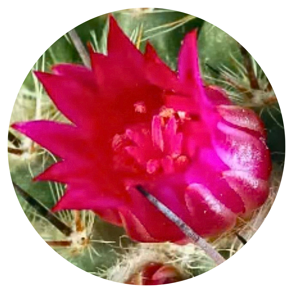 Baja Cactus Blossom Wax Melts
