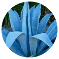 Blue Agave Wax Melts