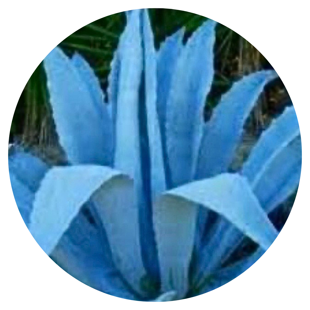 Blue Agave Wax Melts