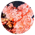 Living Coral Reef Wax Melts