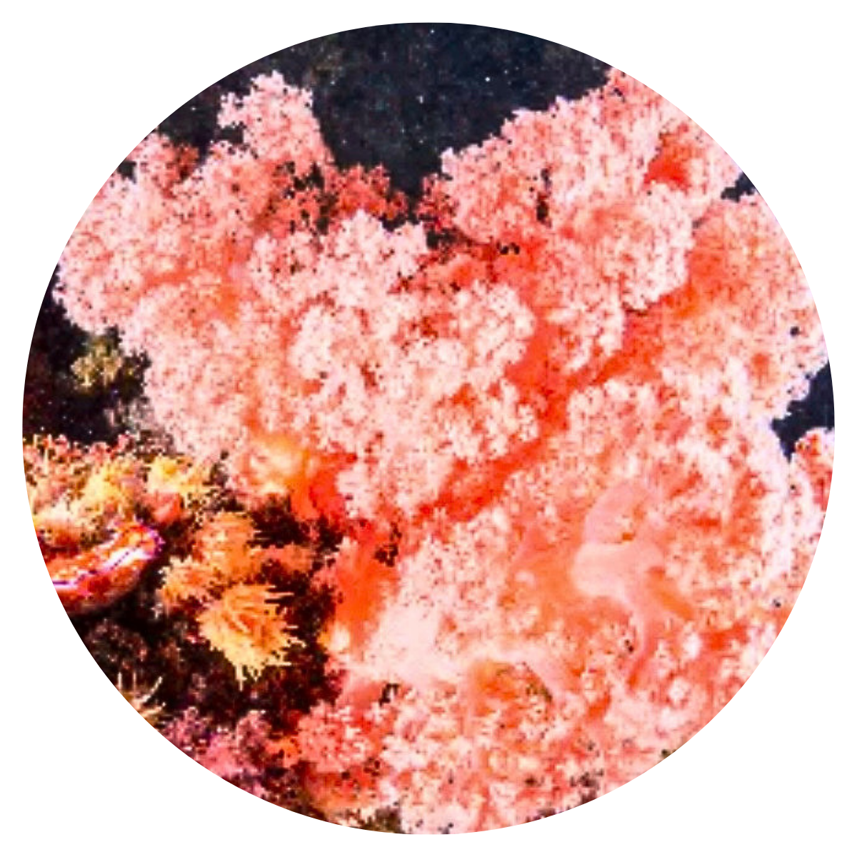 Living Coral Reef Wax Melts