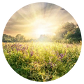 Meadow Grass & Wild Flowers Wax Melts