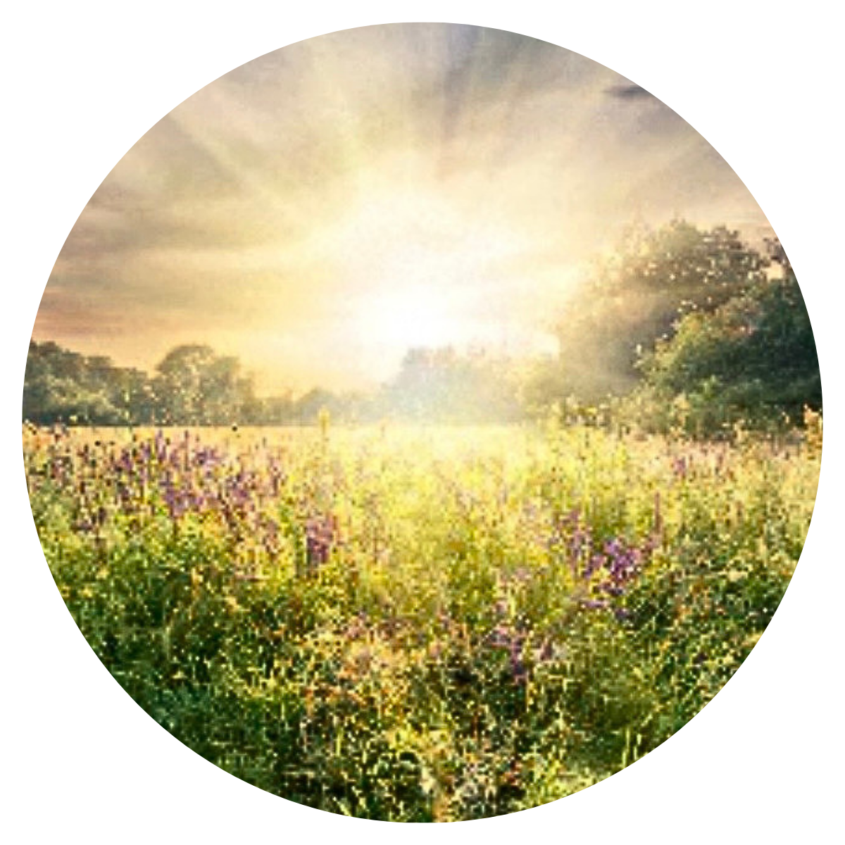 Meadow Grass & Wild Flowers Wax Melts
